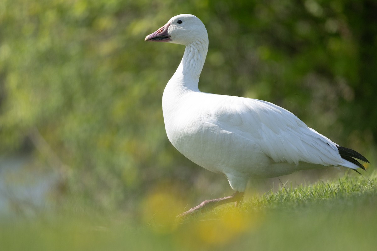 Snow Goose - ML636136127