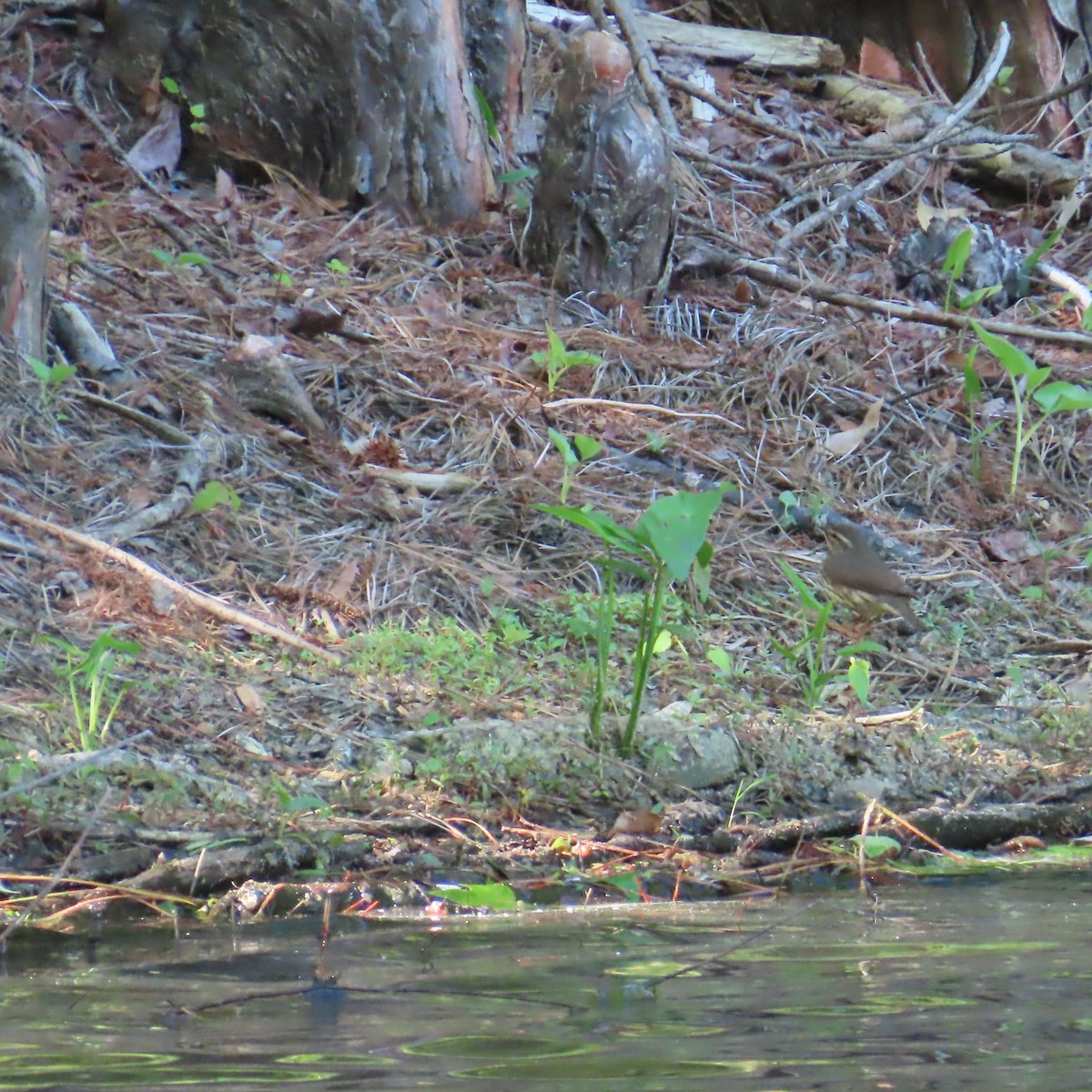 Northern Waterthrush - ML636136128