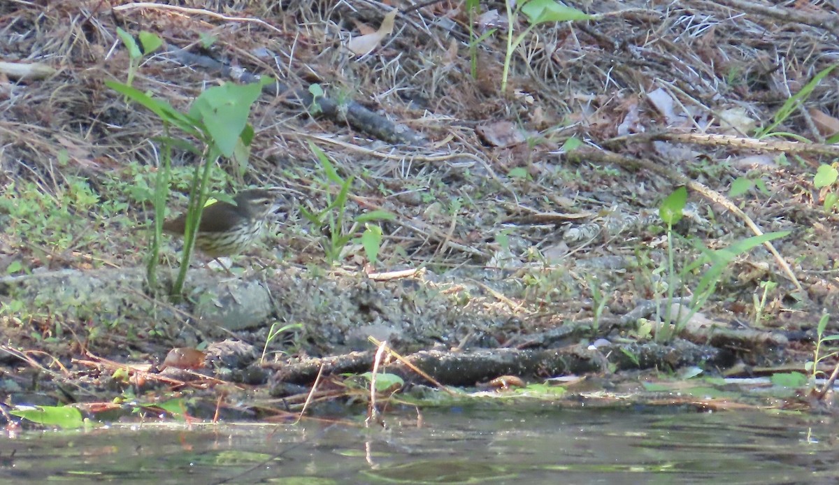 Northern Waterthrush - ML636136130