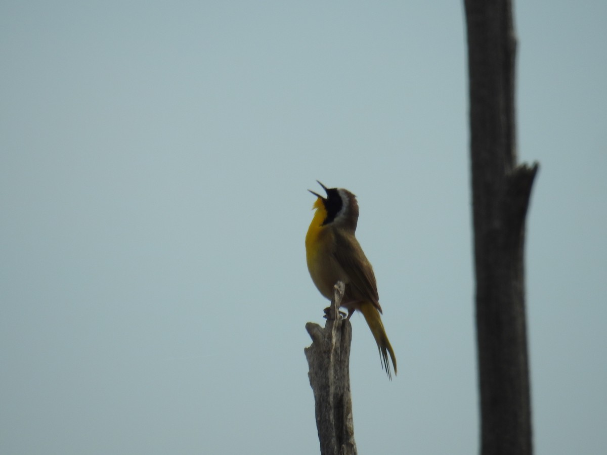 Common Yellowthroat - ML636136136