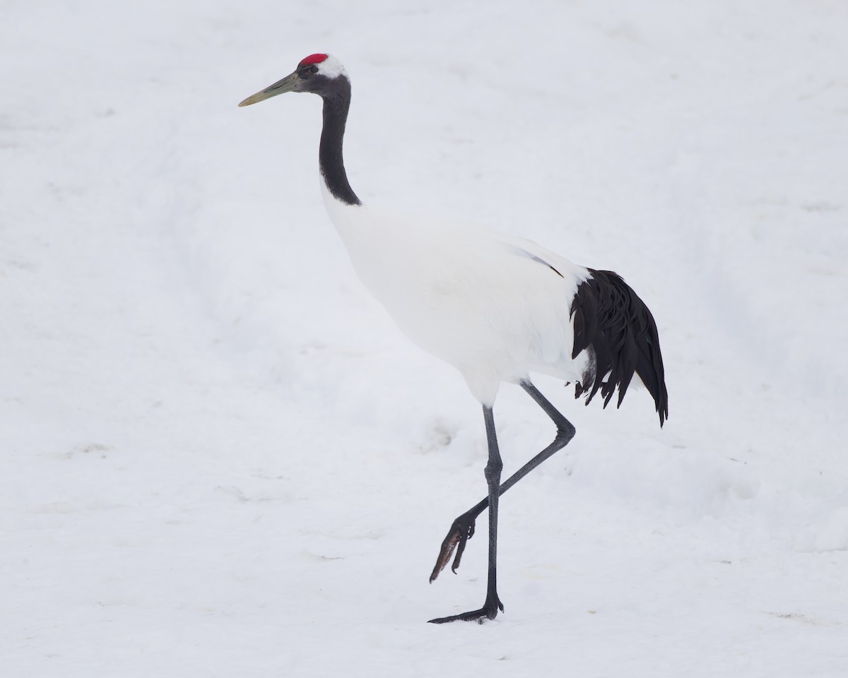 Red-crowned Crane - ML636136161
