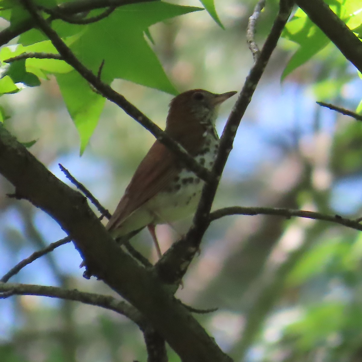 Wood Thrush - ML636136165