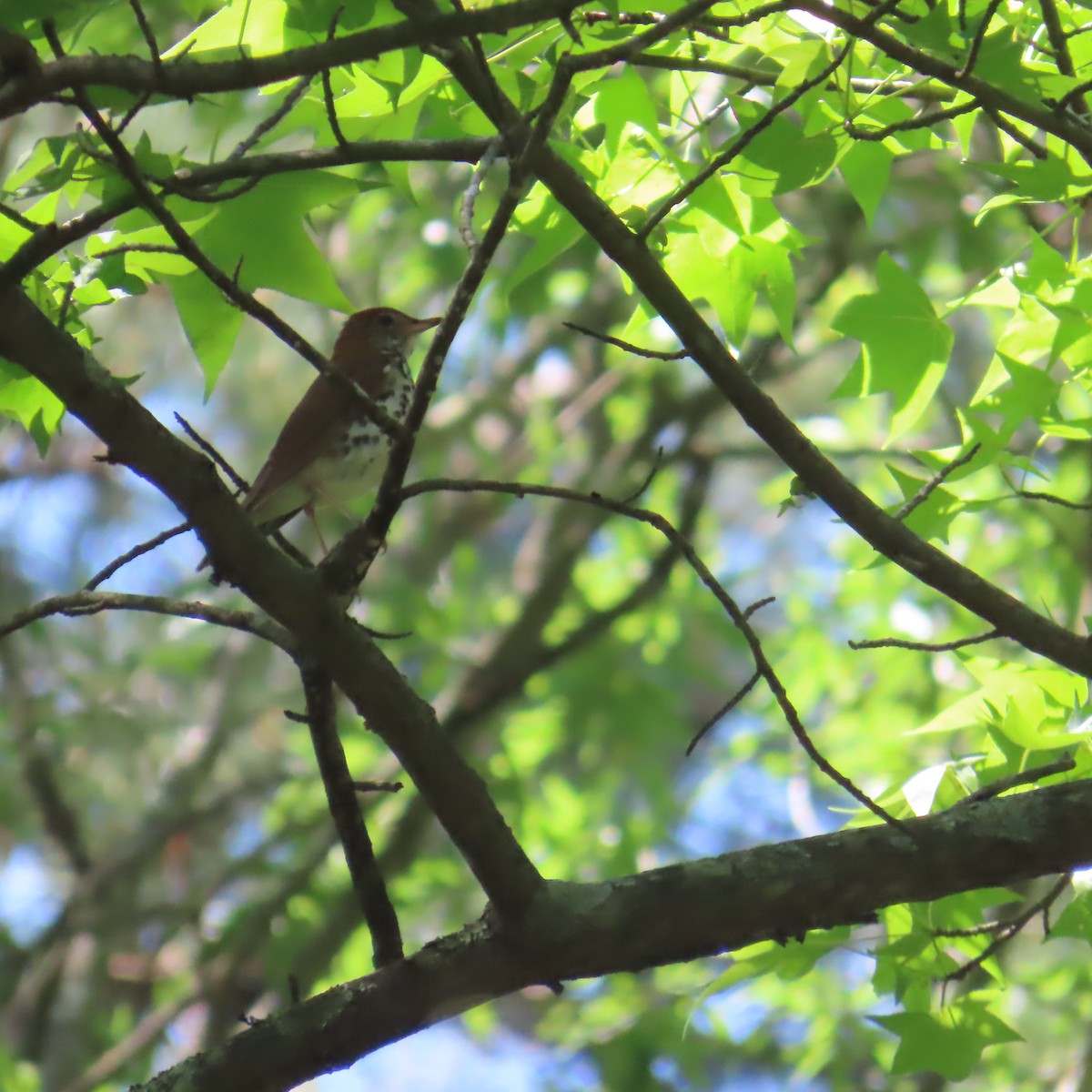Wood Thrush - ML636136166