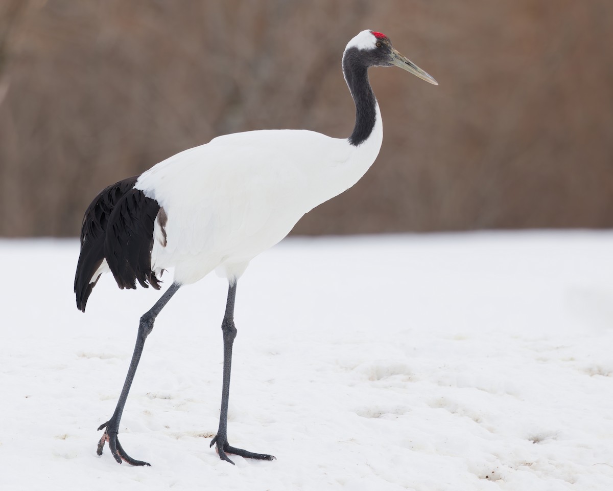 Red-crowned Crane - ML636136190
