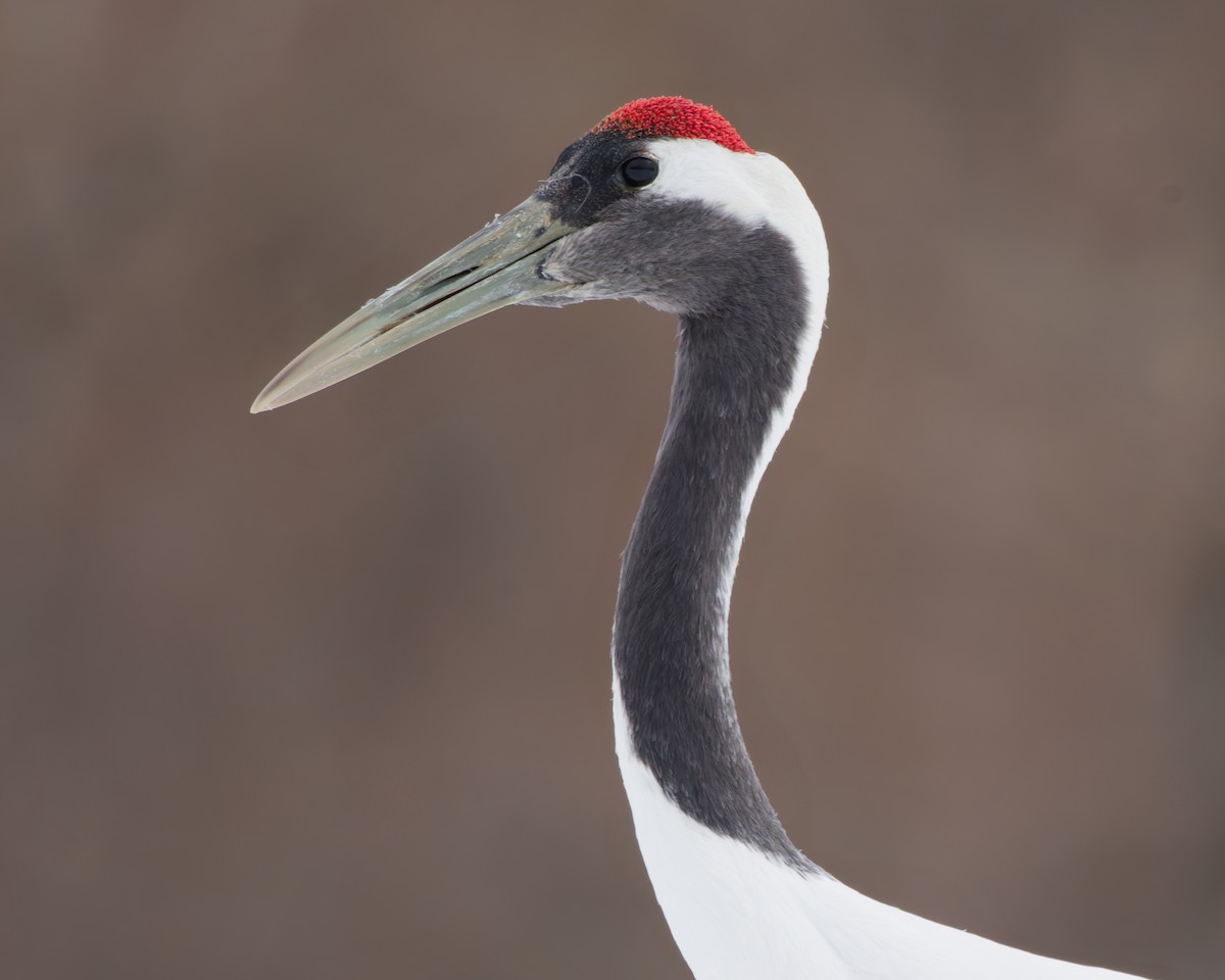 Red-crowned Crane - ML636136203