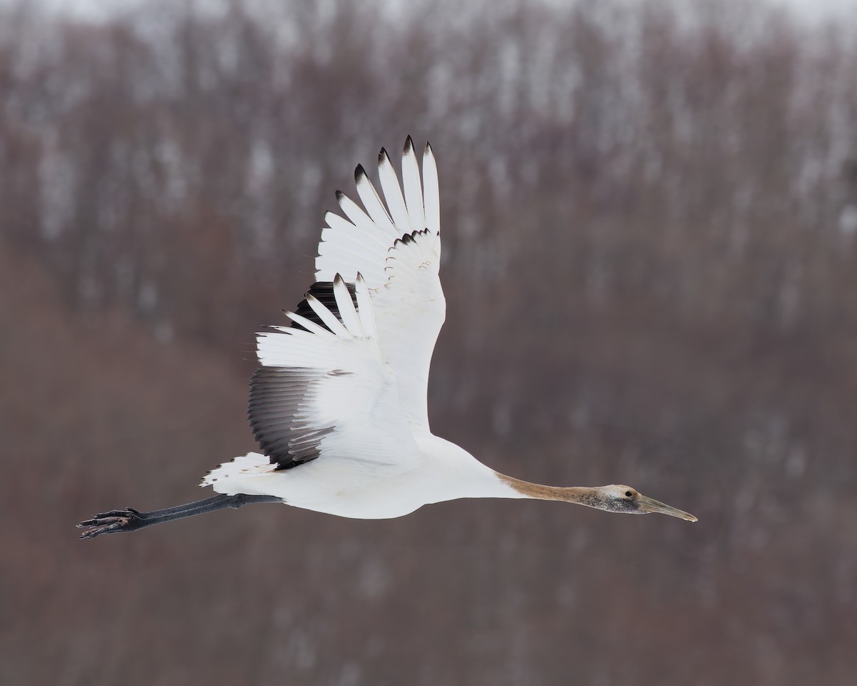 Red-crowned Crane - ML636136213