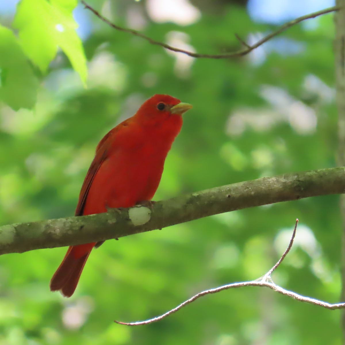 Summer Tanager - ML636136215