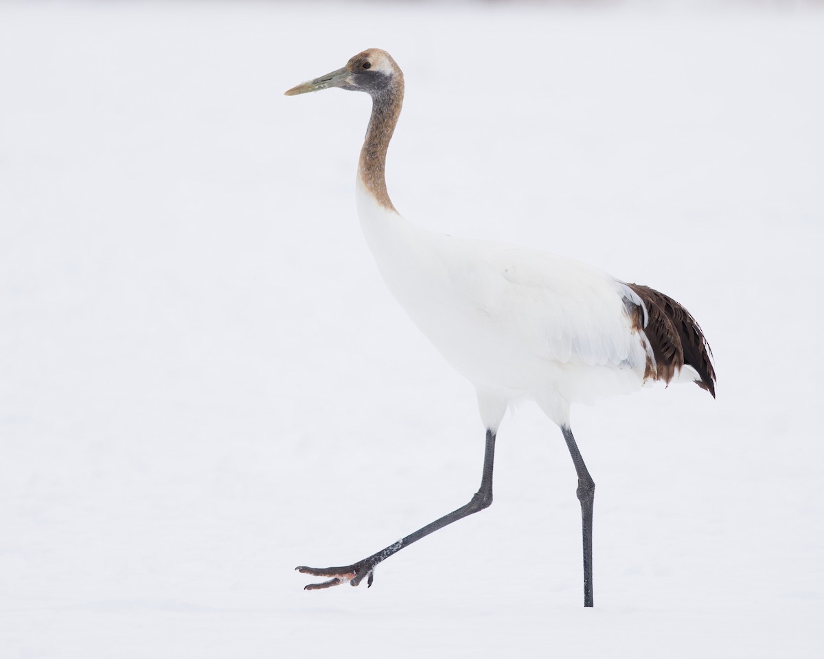 Red-crowned Crane - ML636136230