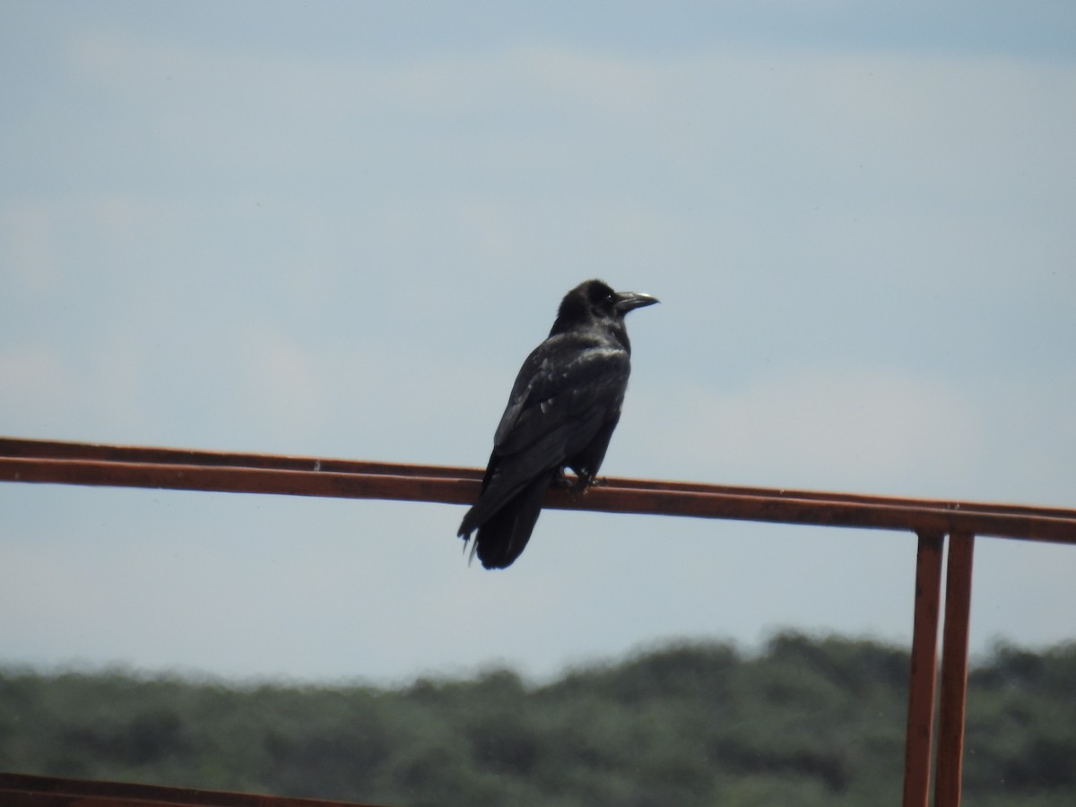 Common Raven - ML636136240