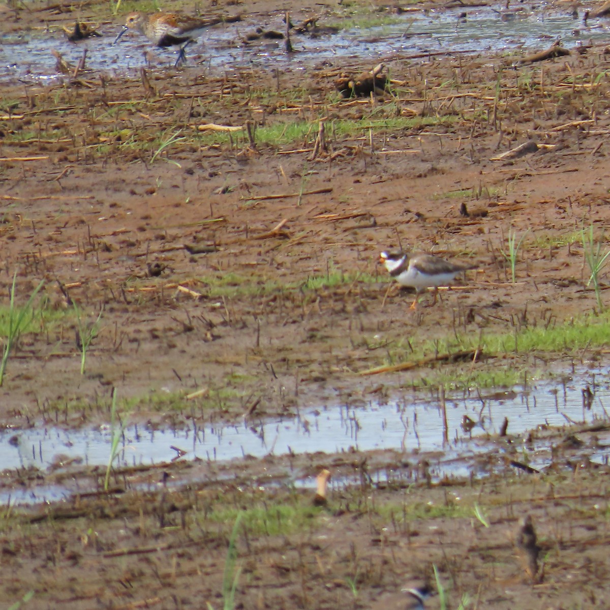 Semipalmated Plover - ML636136306