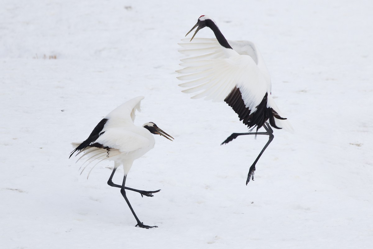 Red-crowned Crane - ML636136313