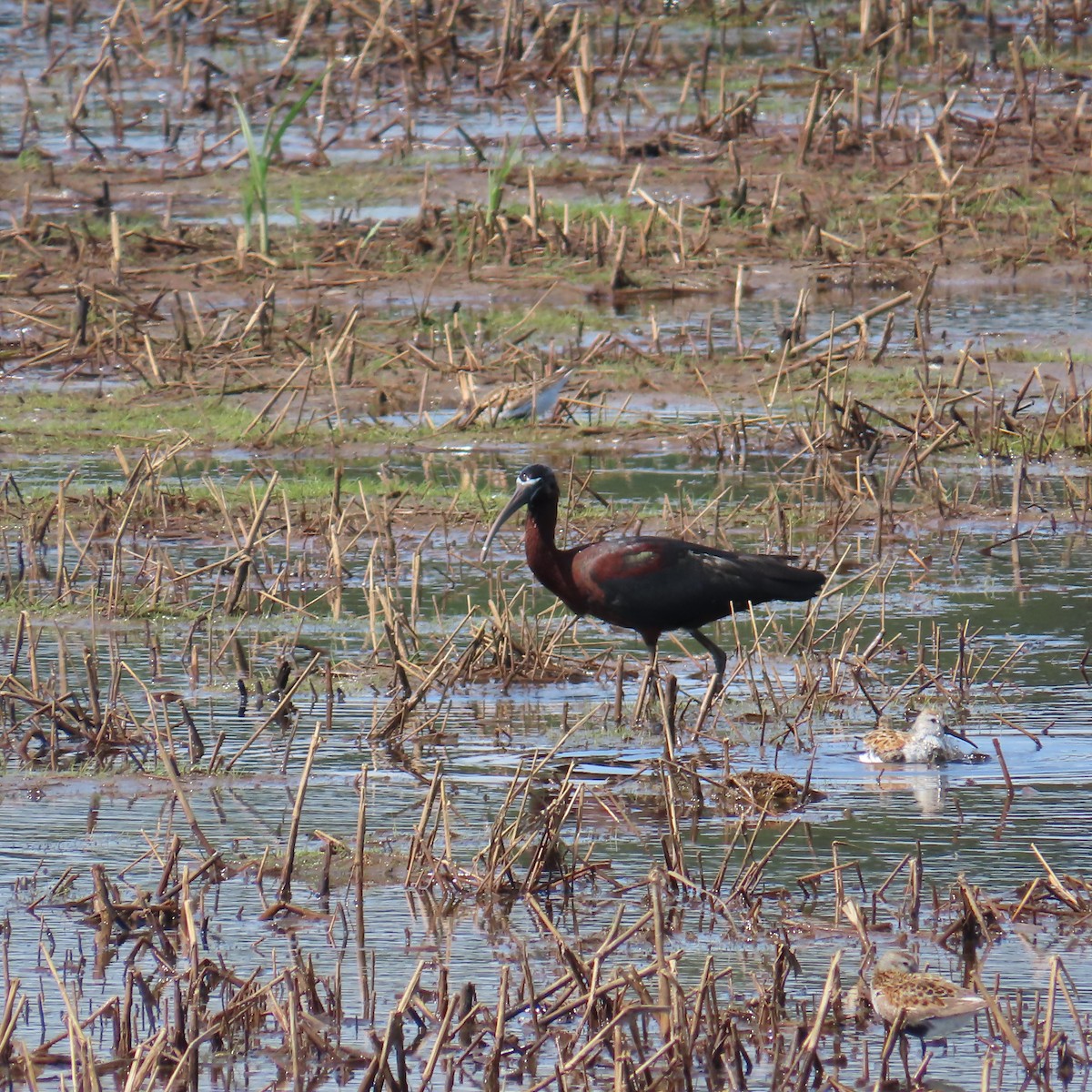 彩䴉 - ML636136328