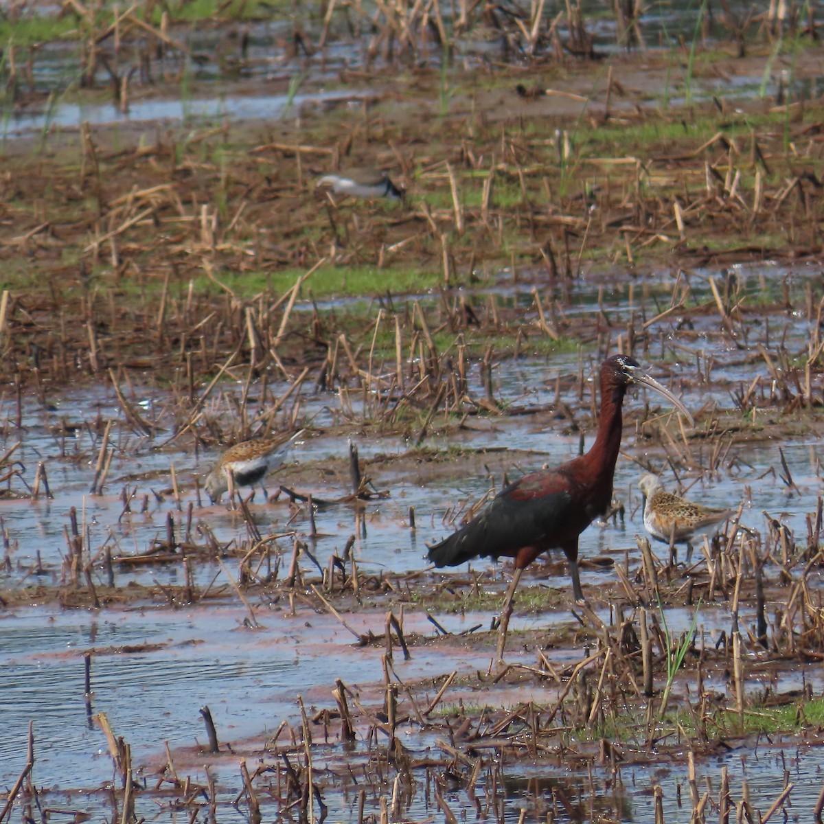 彩䴉 - ML636136330