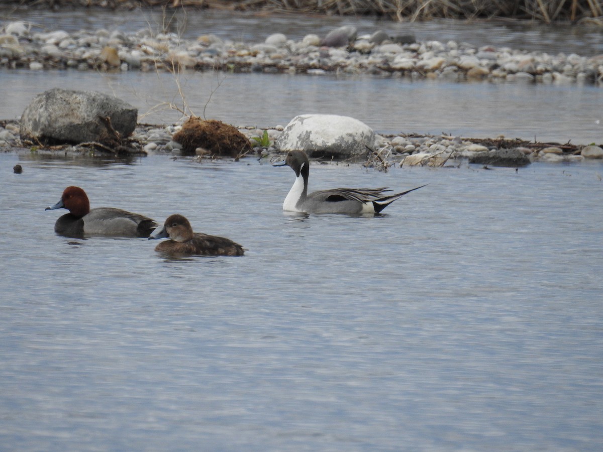 Northern Pintail - ML636136351
