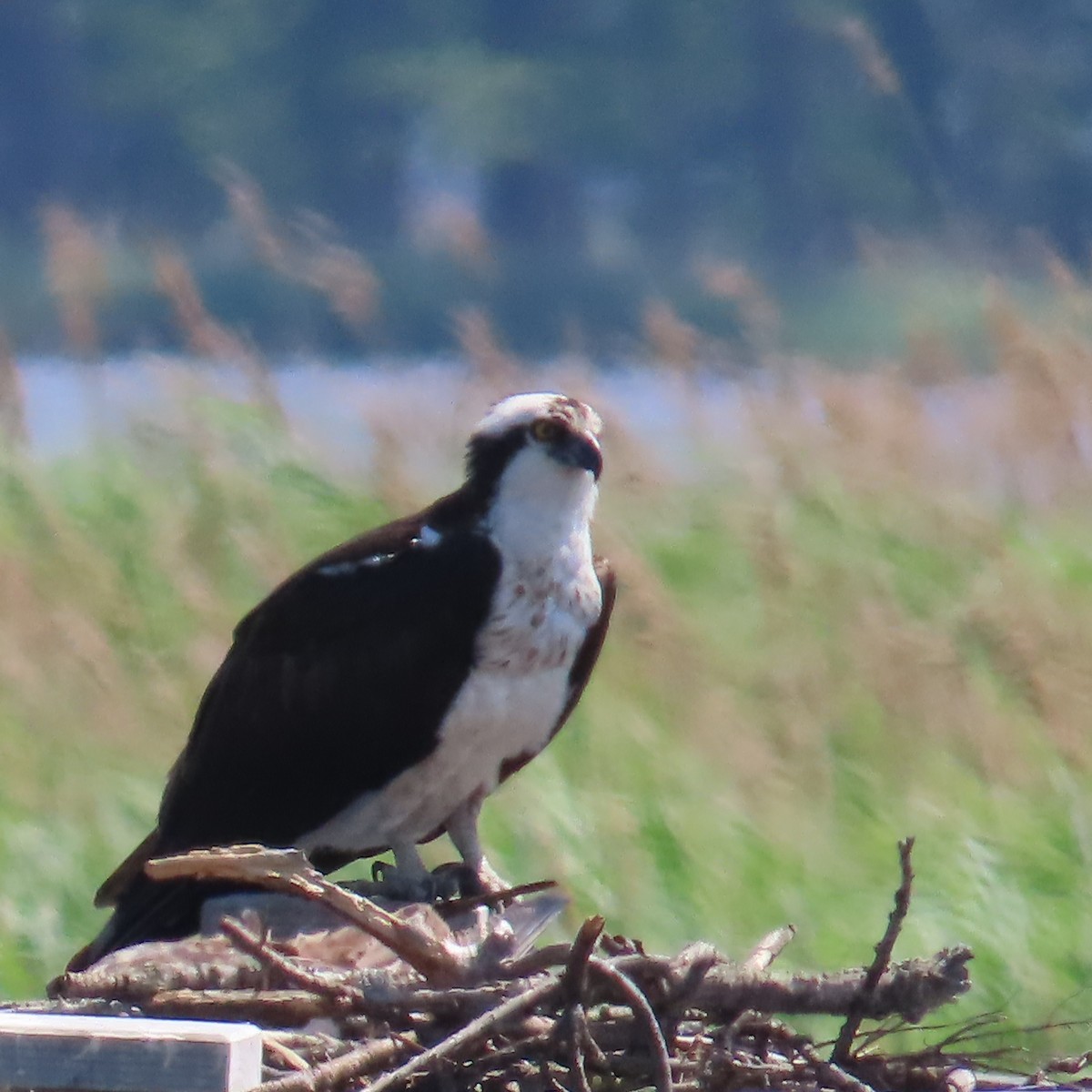 魚鷹 - ML636136375