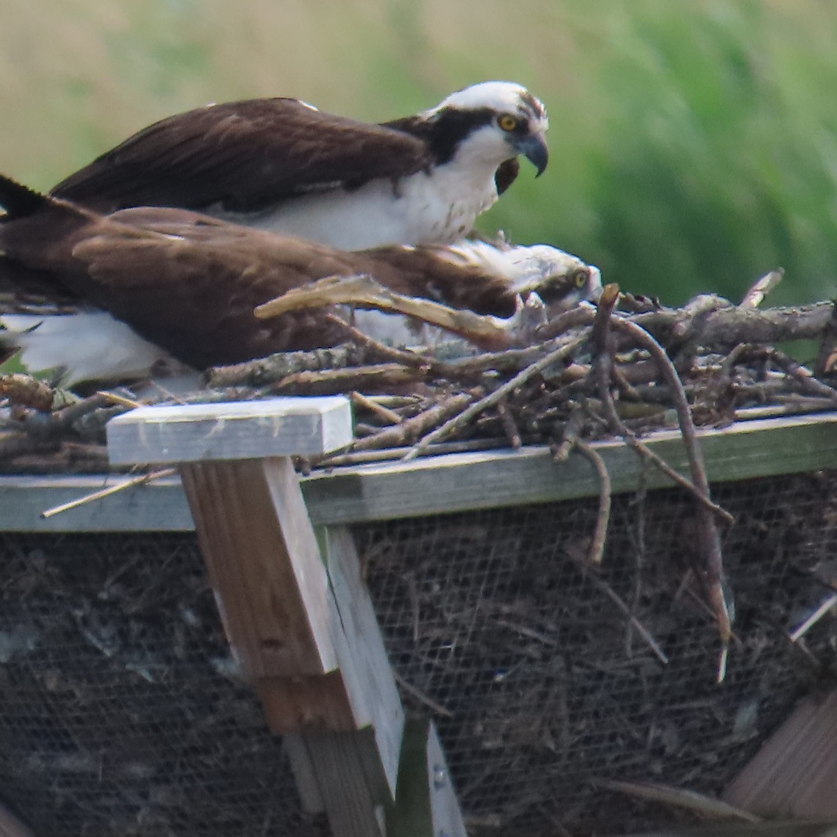 魚鷹 - ML636136376