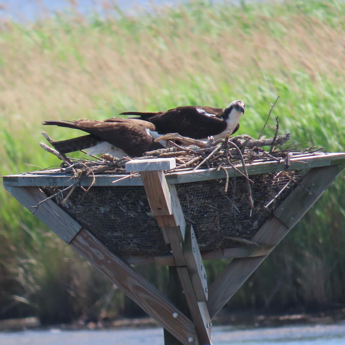 魚鷹 - ML636136378