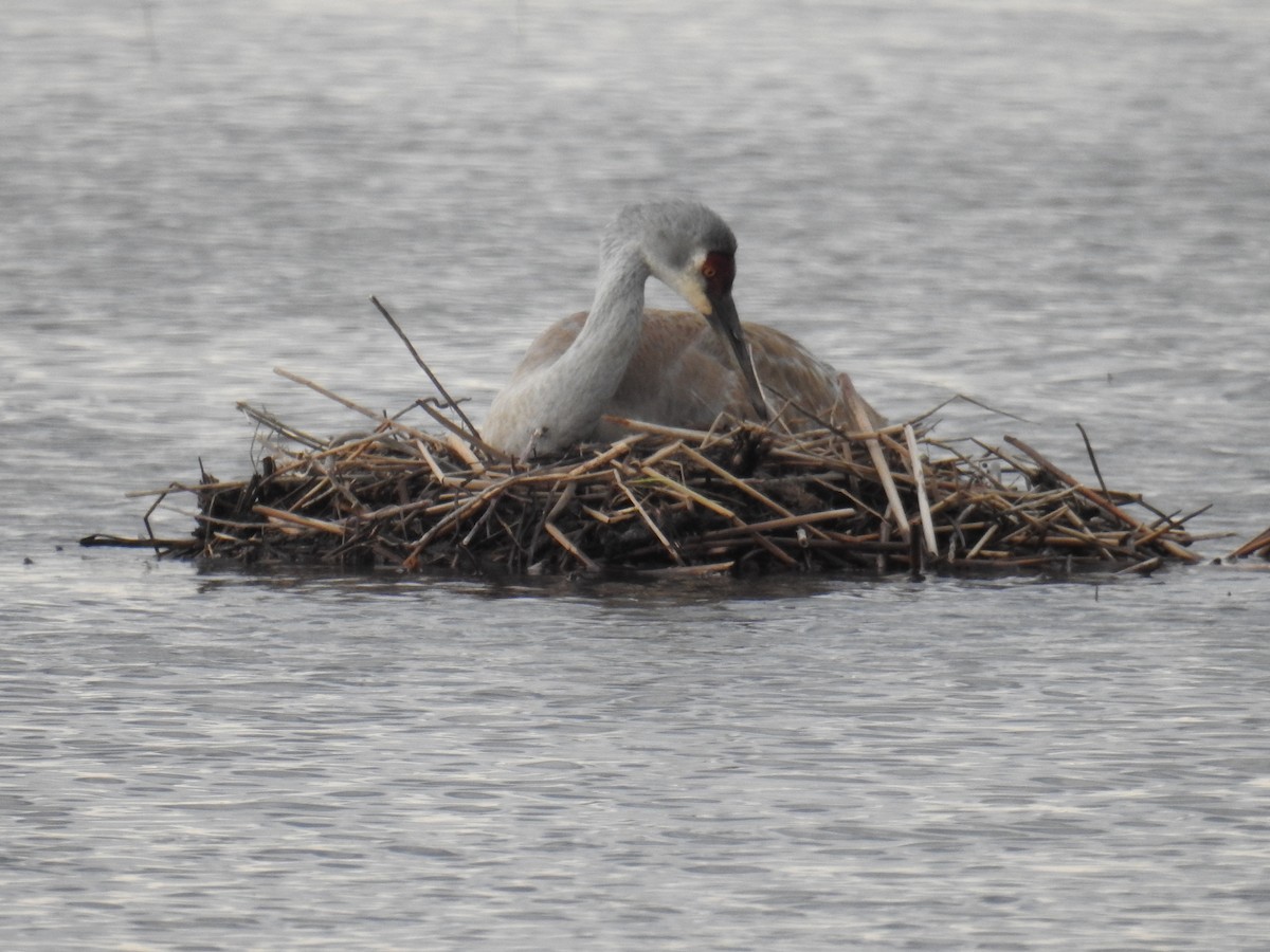 Sandhill Crane - ML636136408