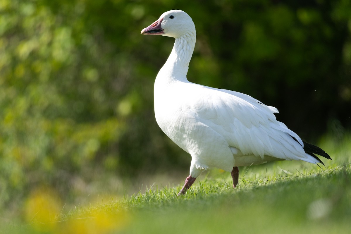 Snow Goose - ML636136432