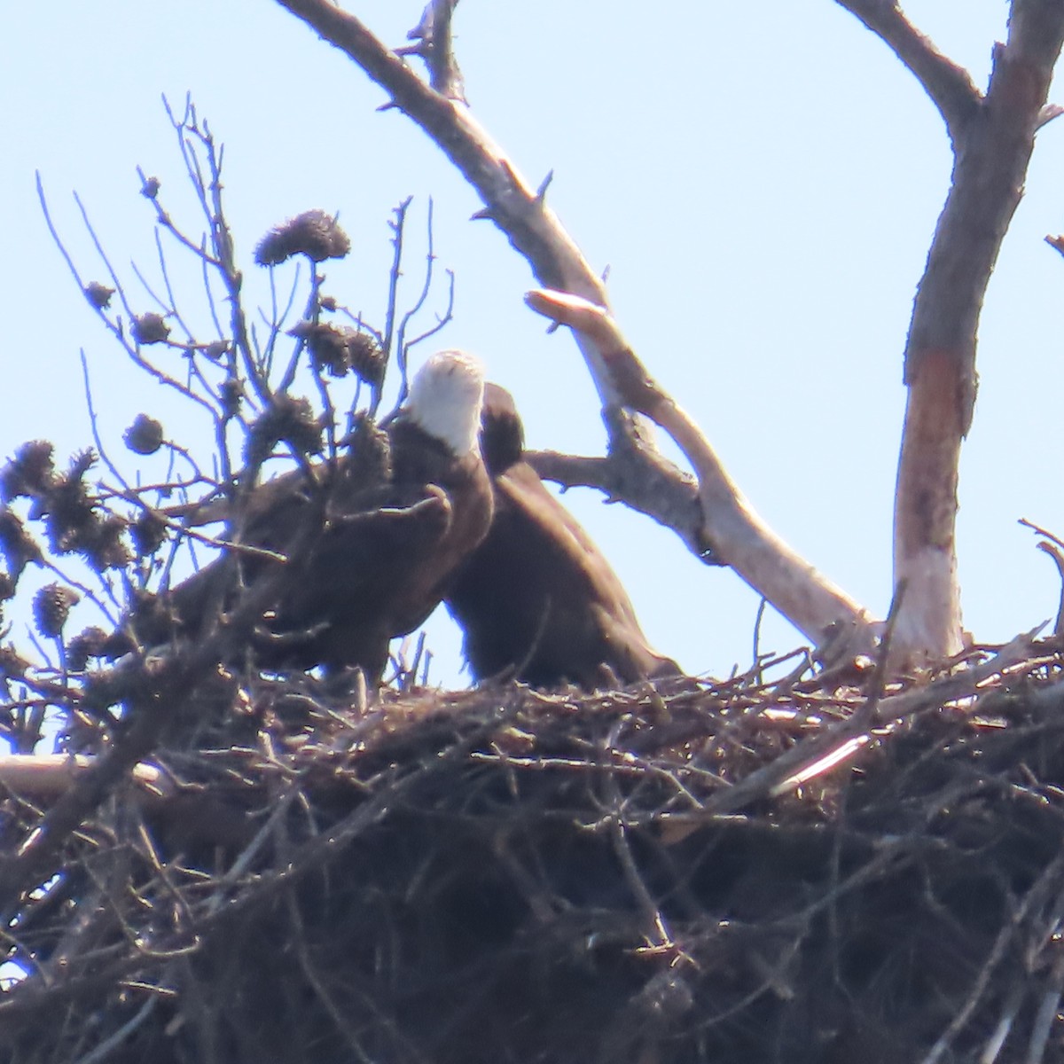 Bald Eagle - ML636136438