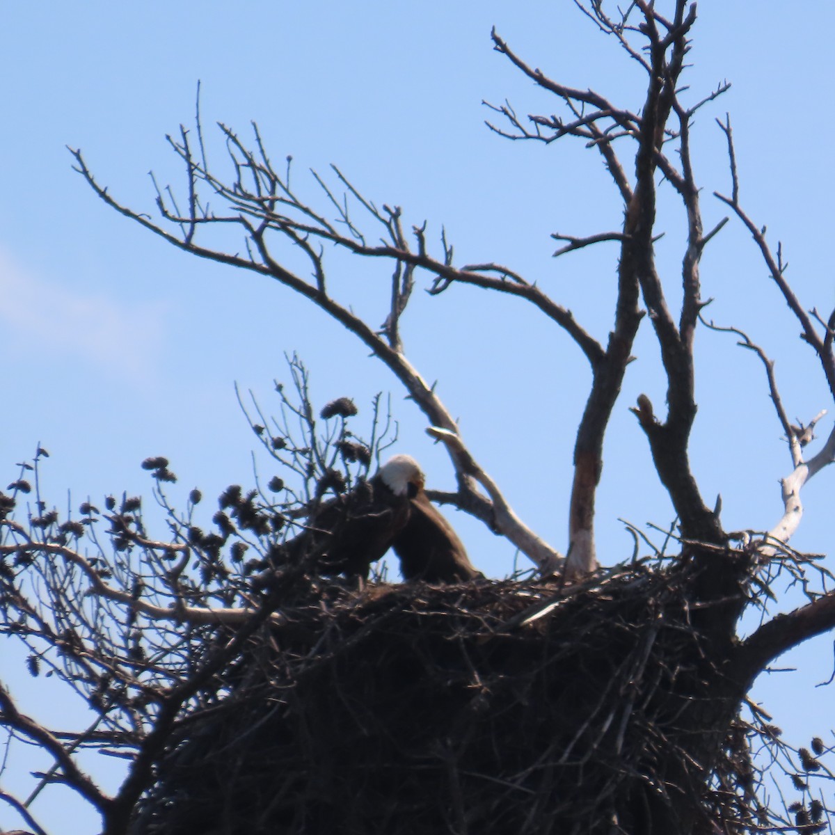 Bald Eagle - ML636136439