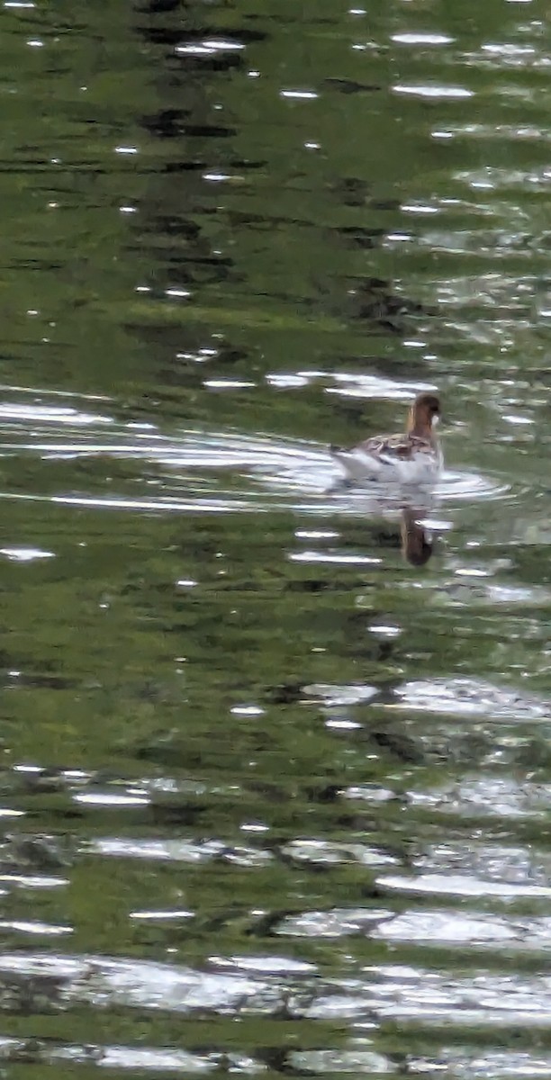 lyskonoh úzkozobý - ML636136515