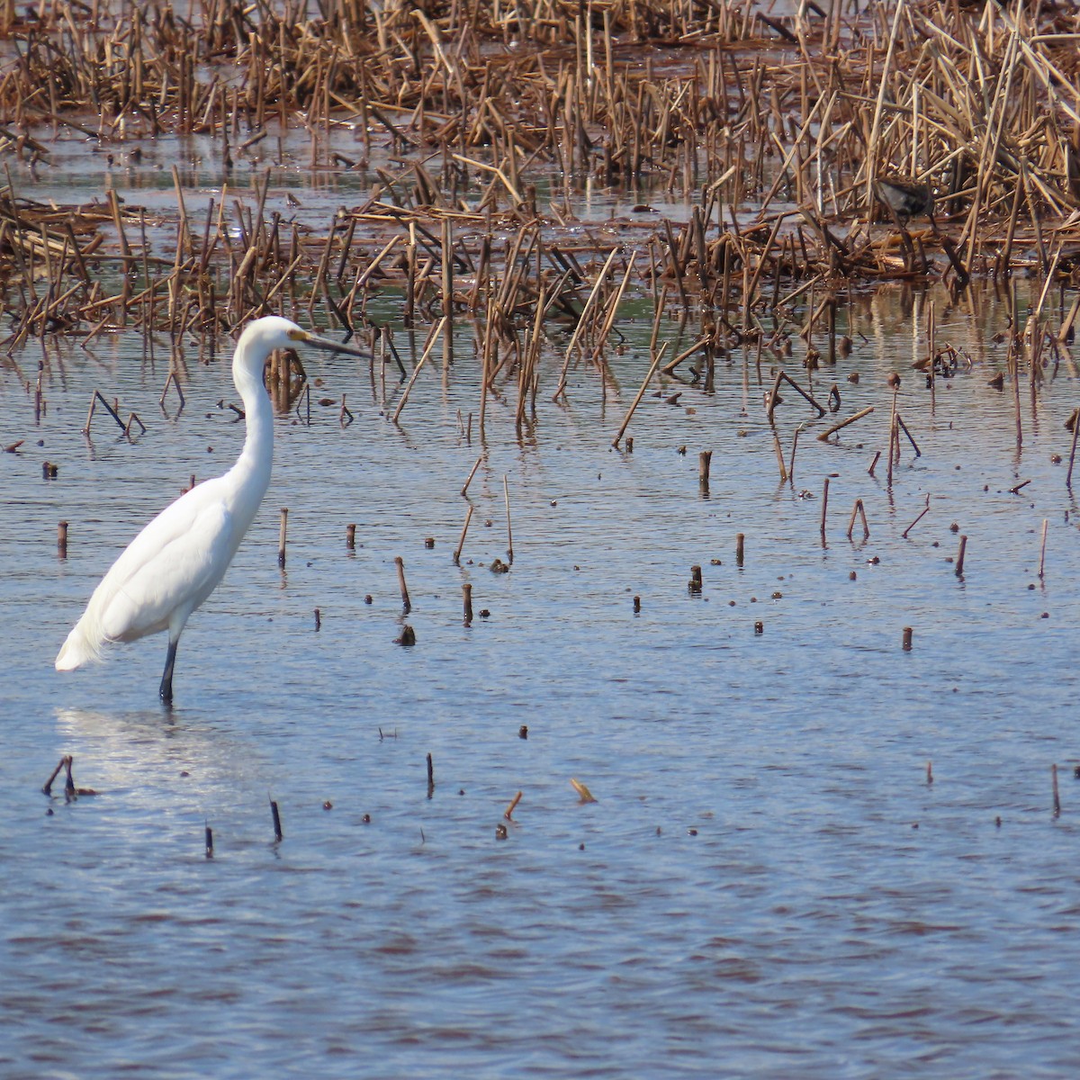 Snowy Egret - ML636136545