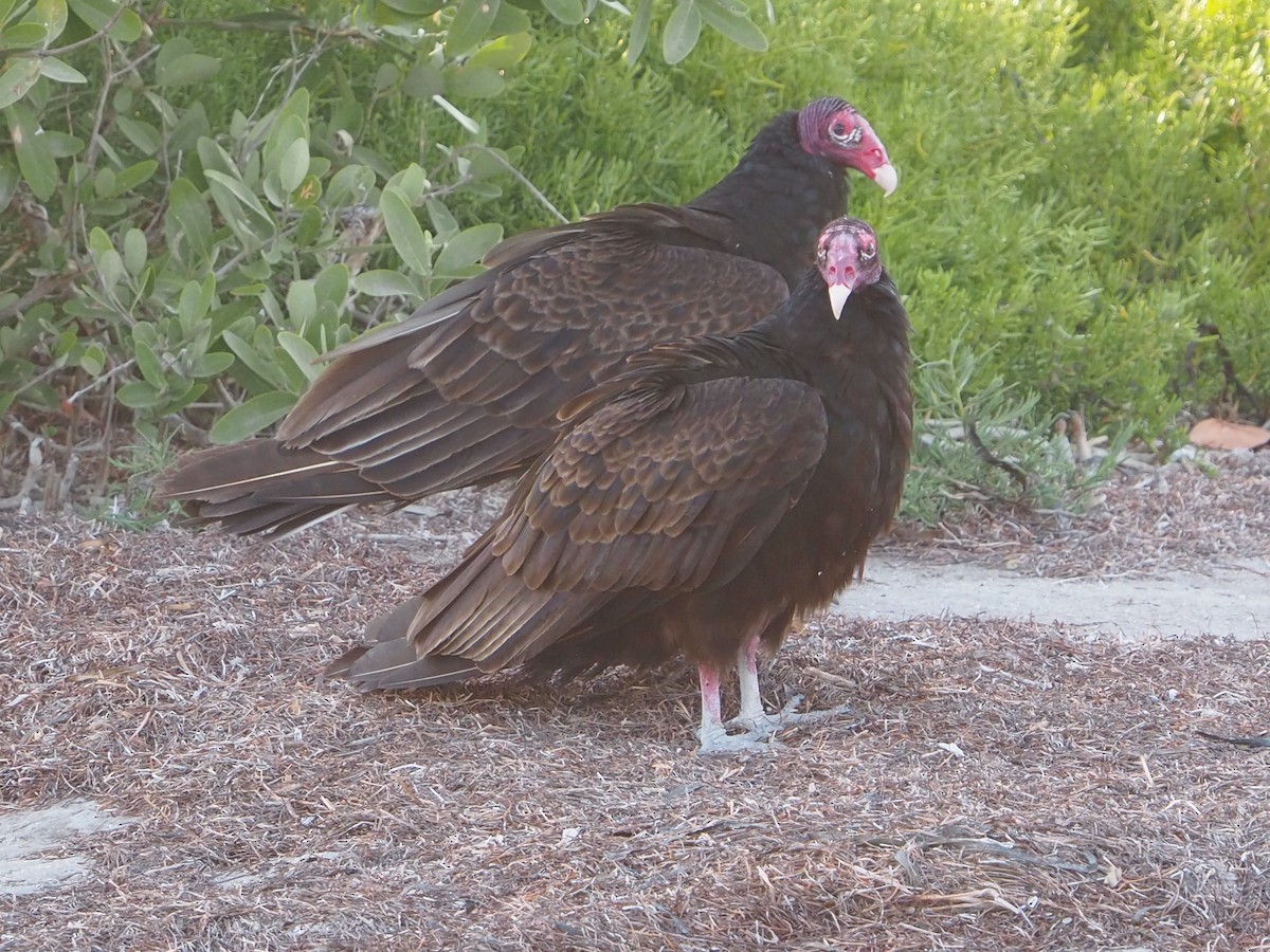 Turkey Vulture - ML636136582