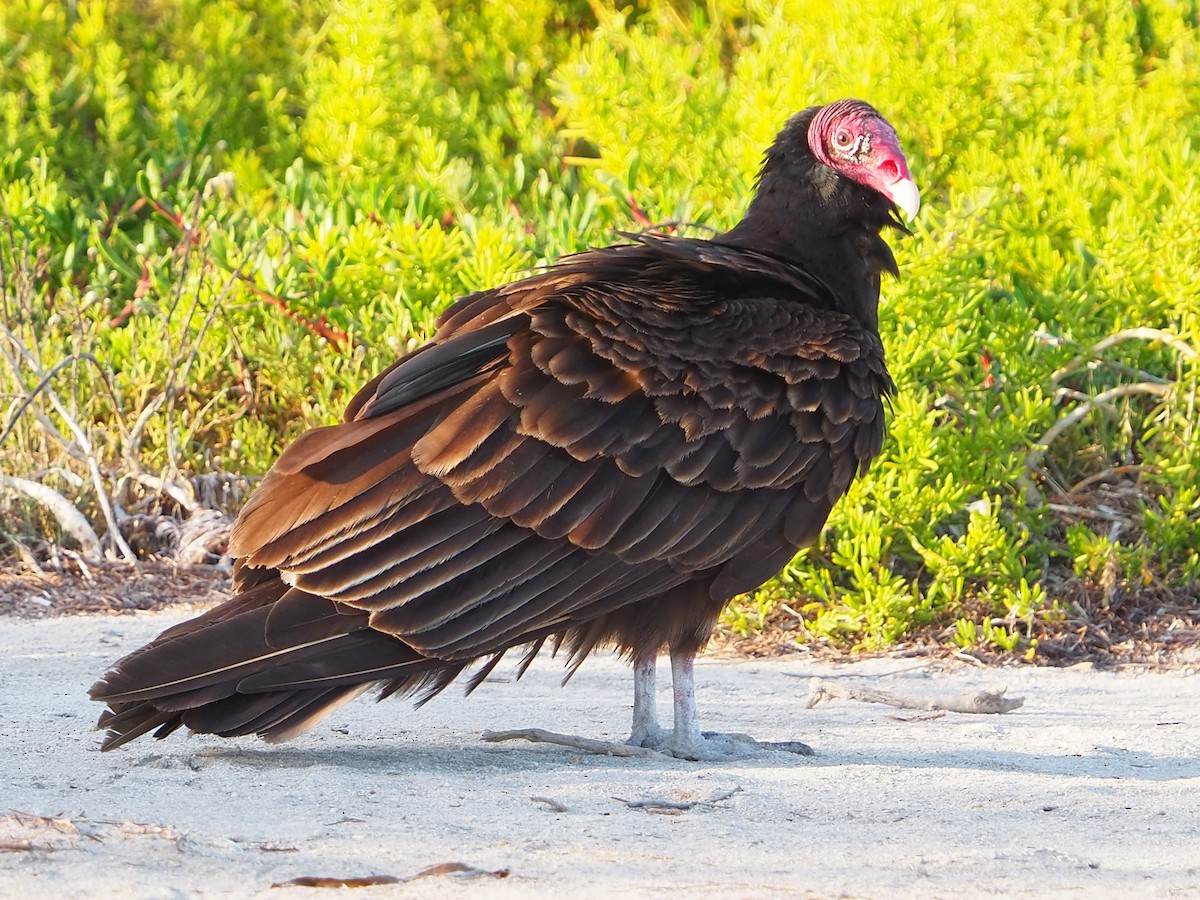 Turkey Vulture - ML636136589