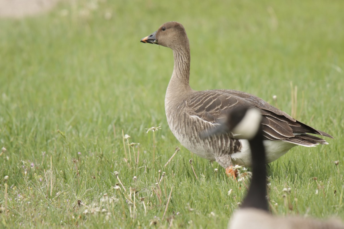 eBird Checklist - 19 May 2025 - Fort Casper - 39 species (+1 other taxa)