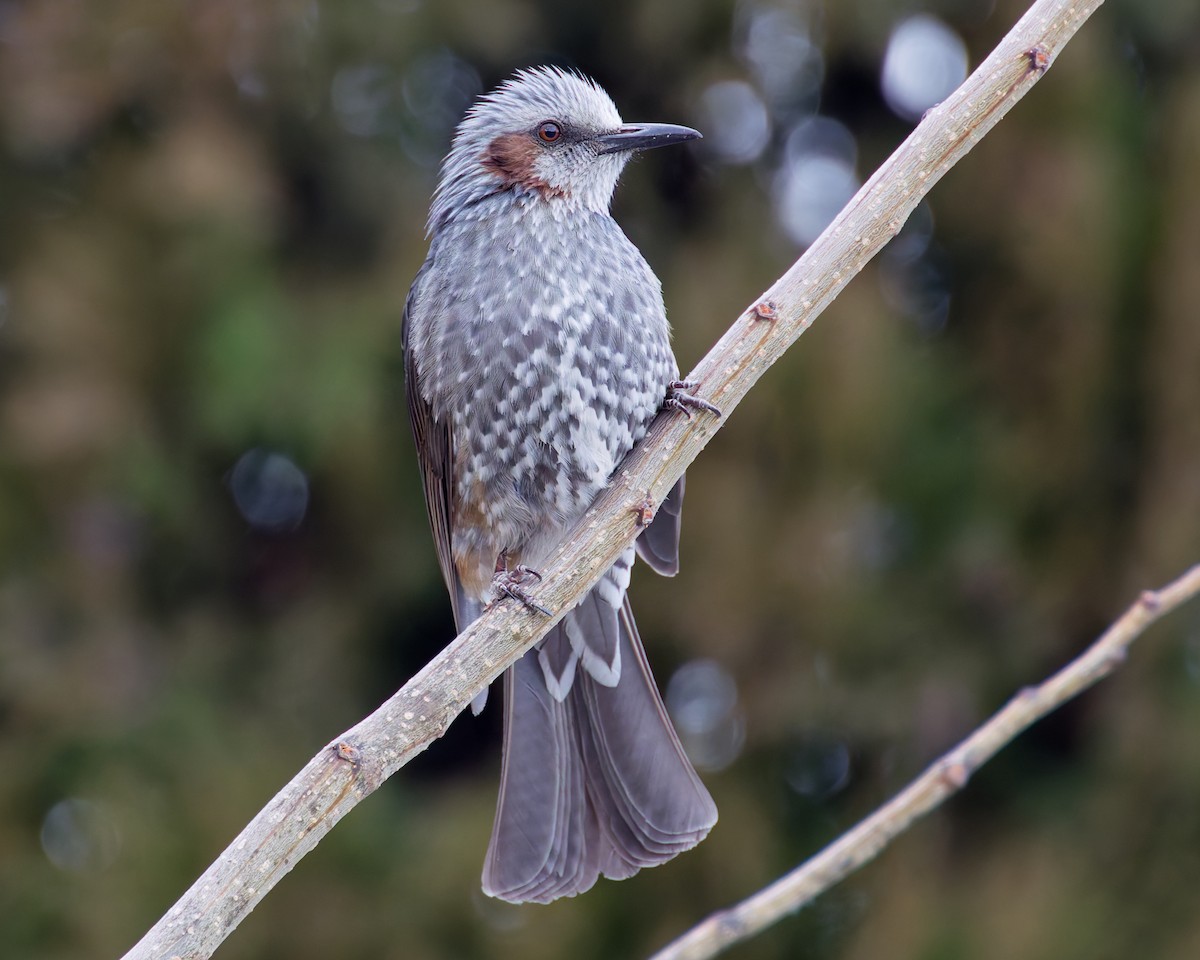 Bulbul à oreillons bruns - ML636136677