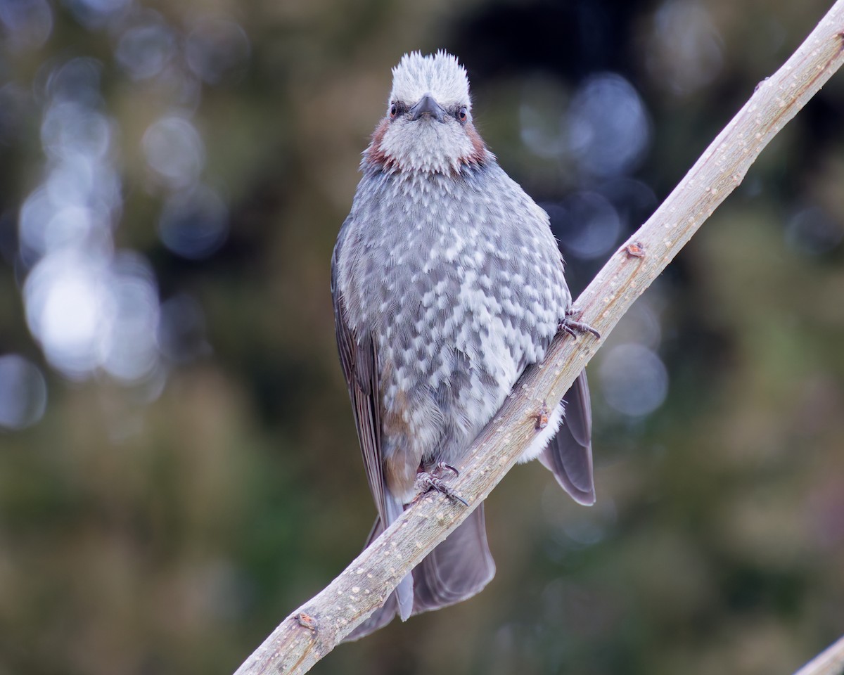 Bulbul à oreillons bruns - ML636136690