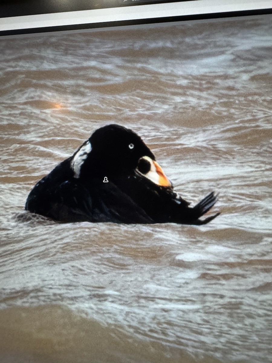 Surf Scoter - ML636137104