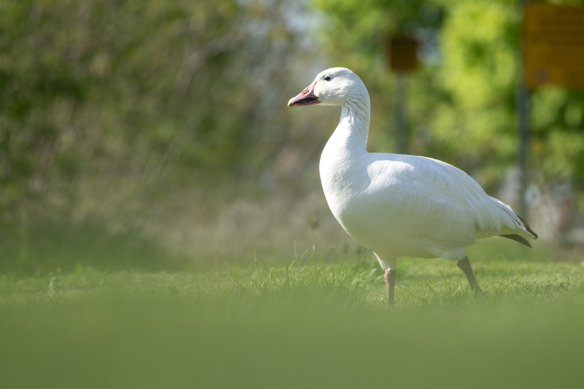 Snow Goose - ML636137154