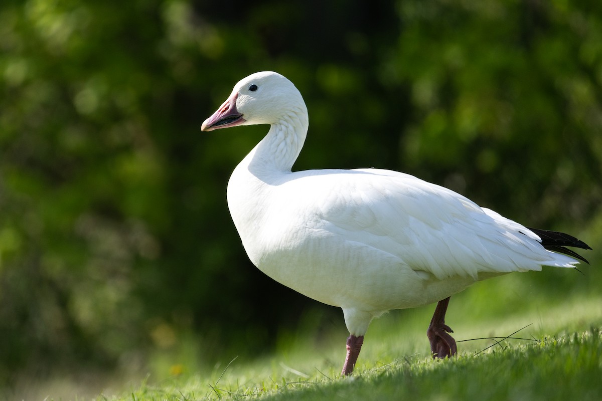 Snow Goose - ML636137155