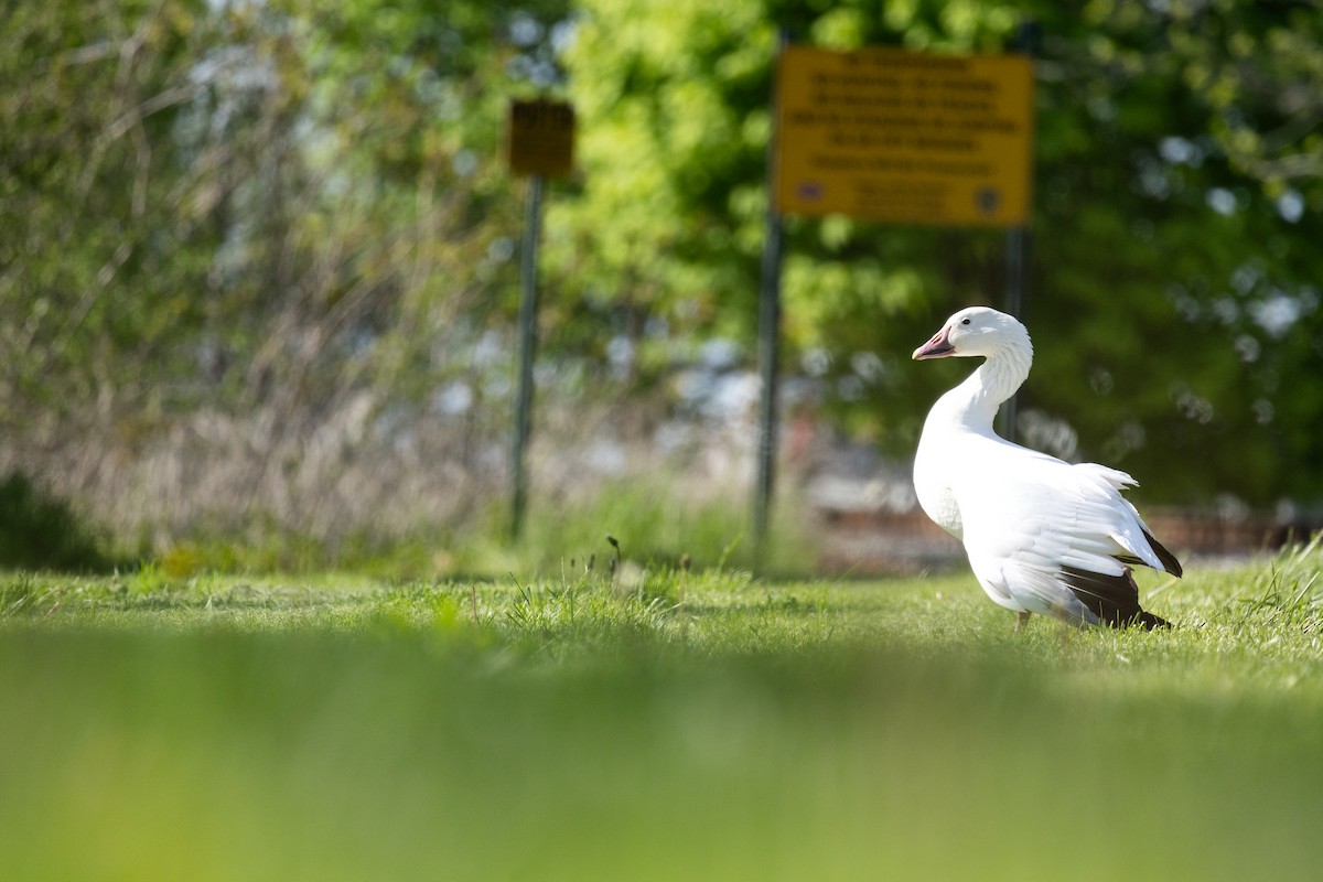 Snow Goose - ML636137156