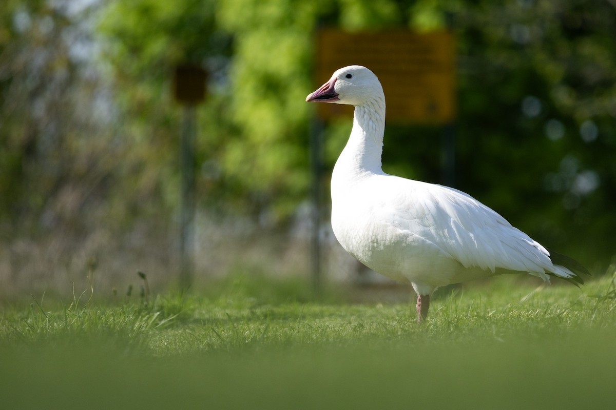 Snow Goose - ML636137157
