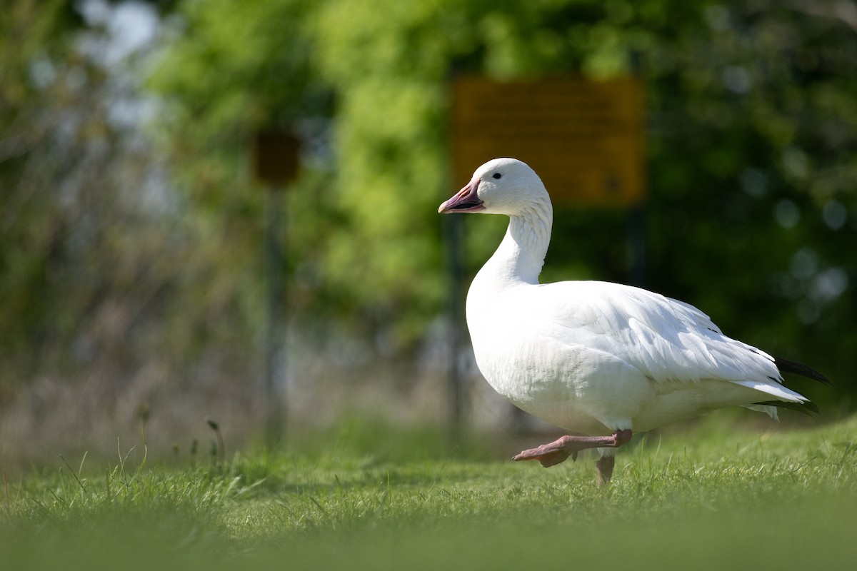Snow Goose - ML636137158