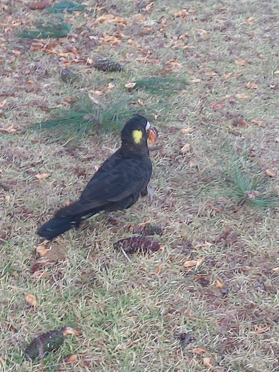 Yellow-tailed Black-Cockatoo - ML636137182