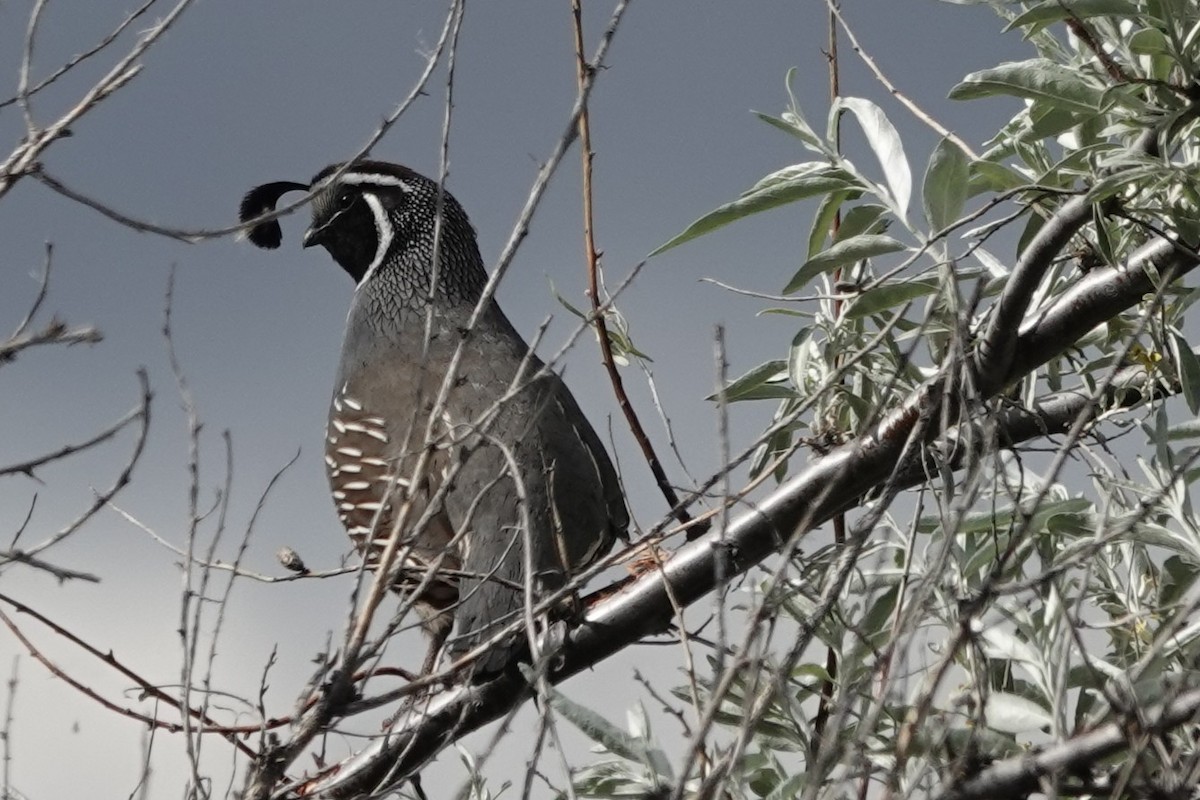 California Quail - ML636137263