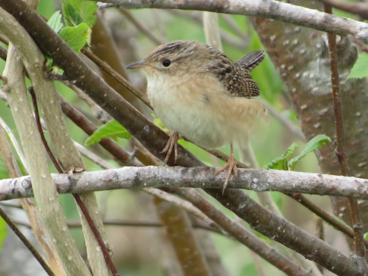 Sedge Wren - ML636137281