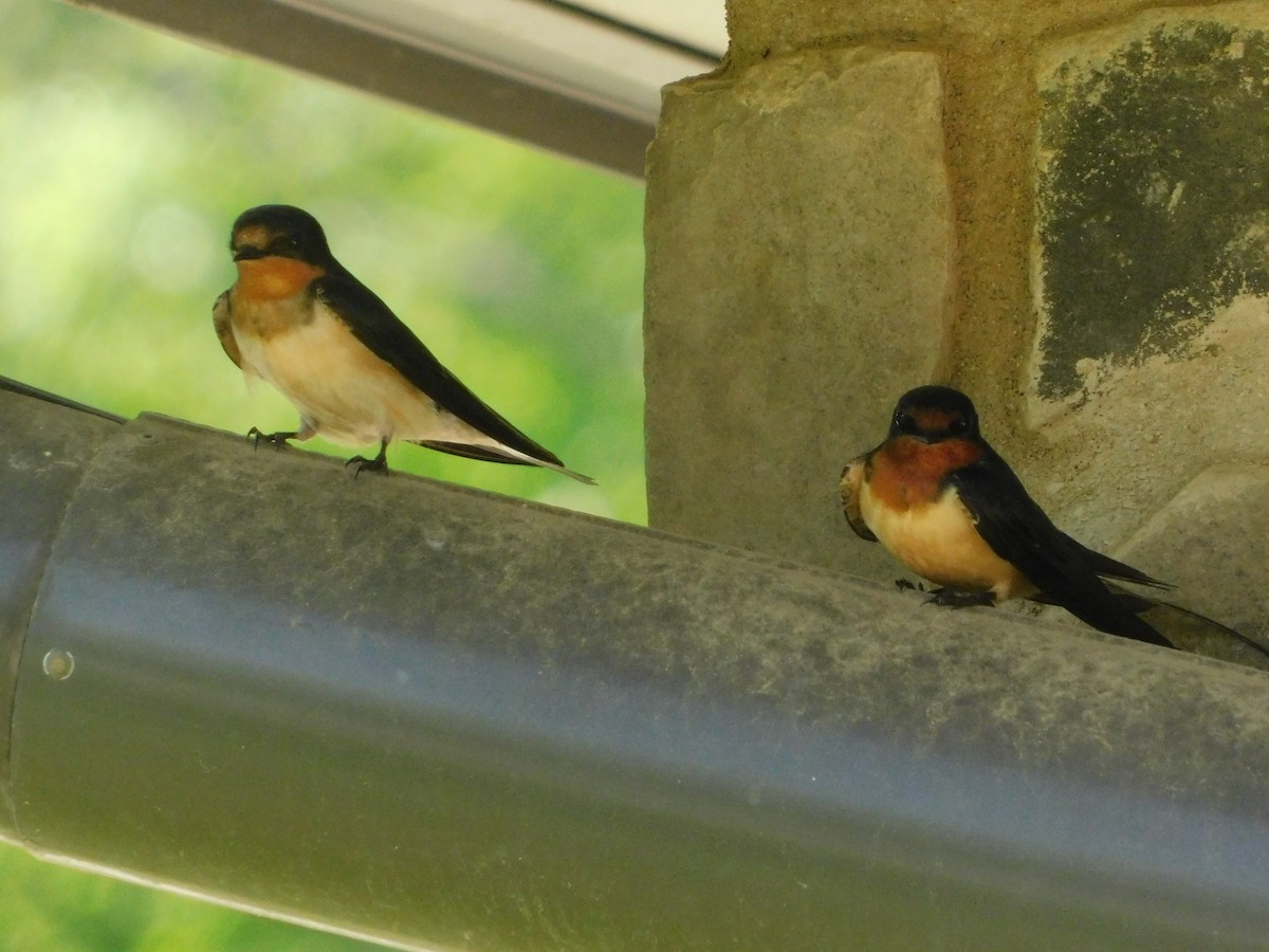 Barn Swallow - ML636137372