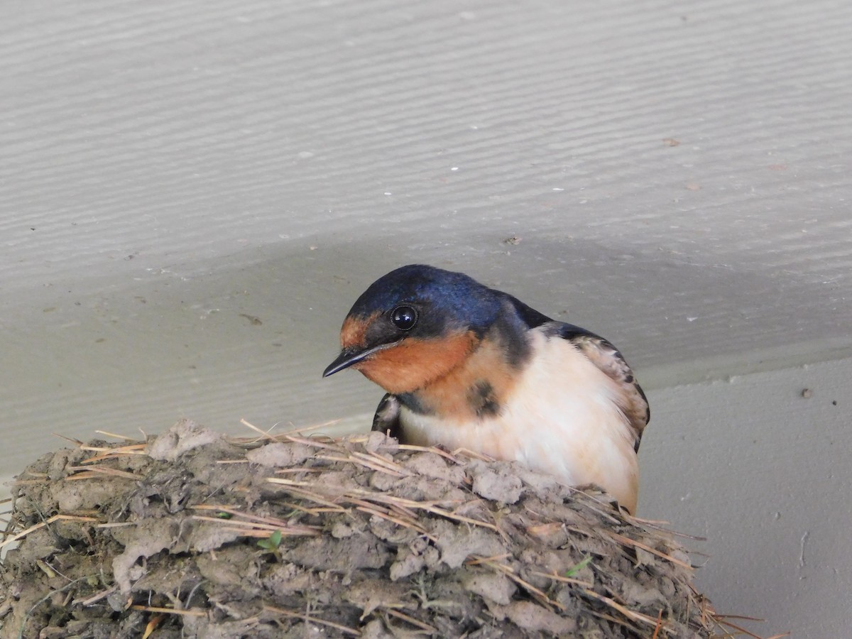 Barn Swallow - ML636137445