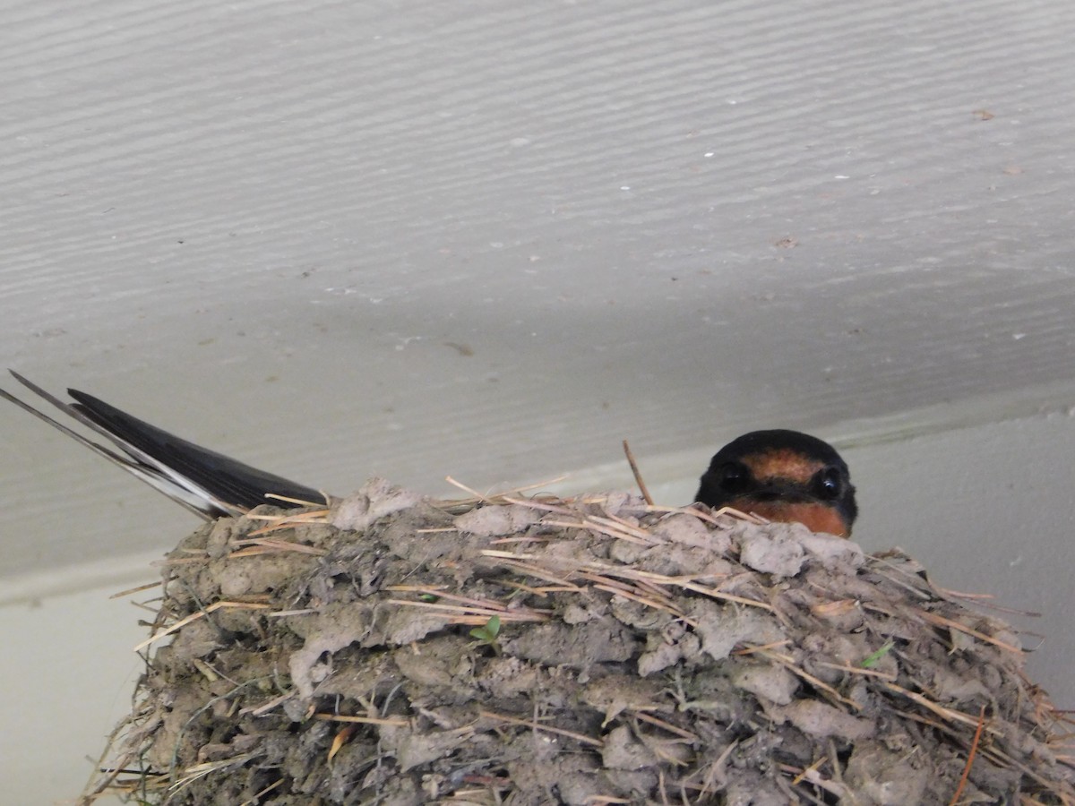 Barn Swallow - ML636137452