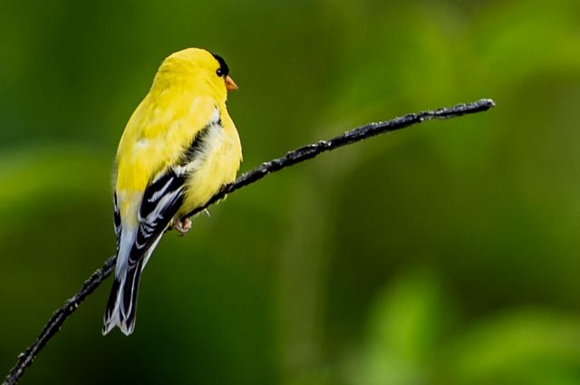 Chardonneret jaune - ML636137557