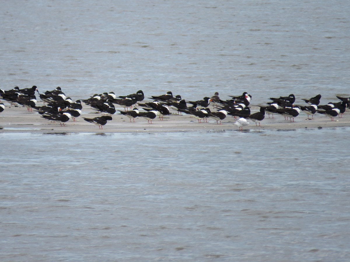 Black Skimmer - ML636137584