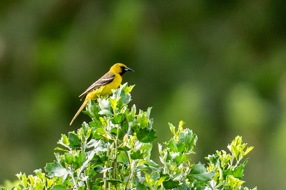 Oriole des vergers - ML636137613