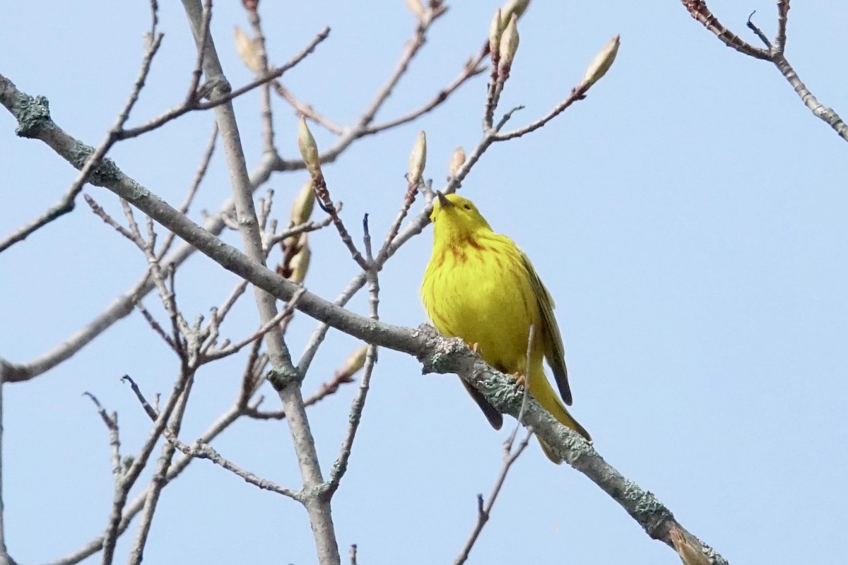 Northern Yellow Warbler - ML636137639