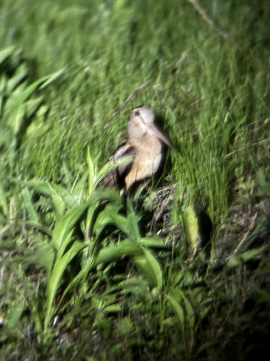 American Woodcock - ML636137814