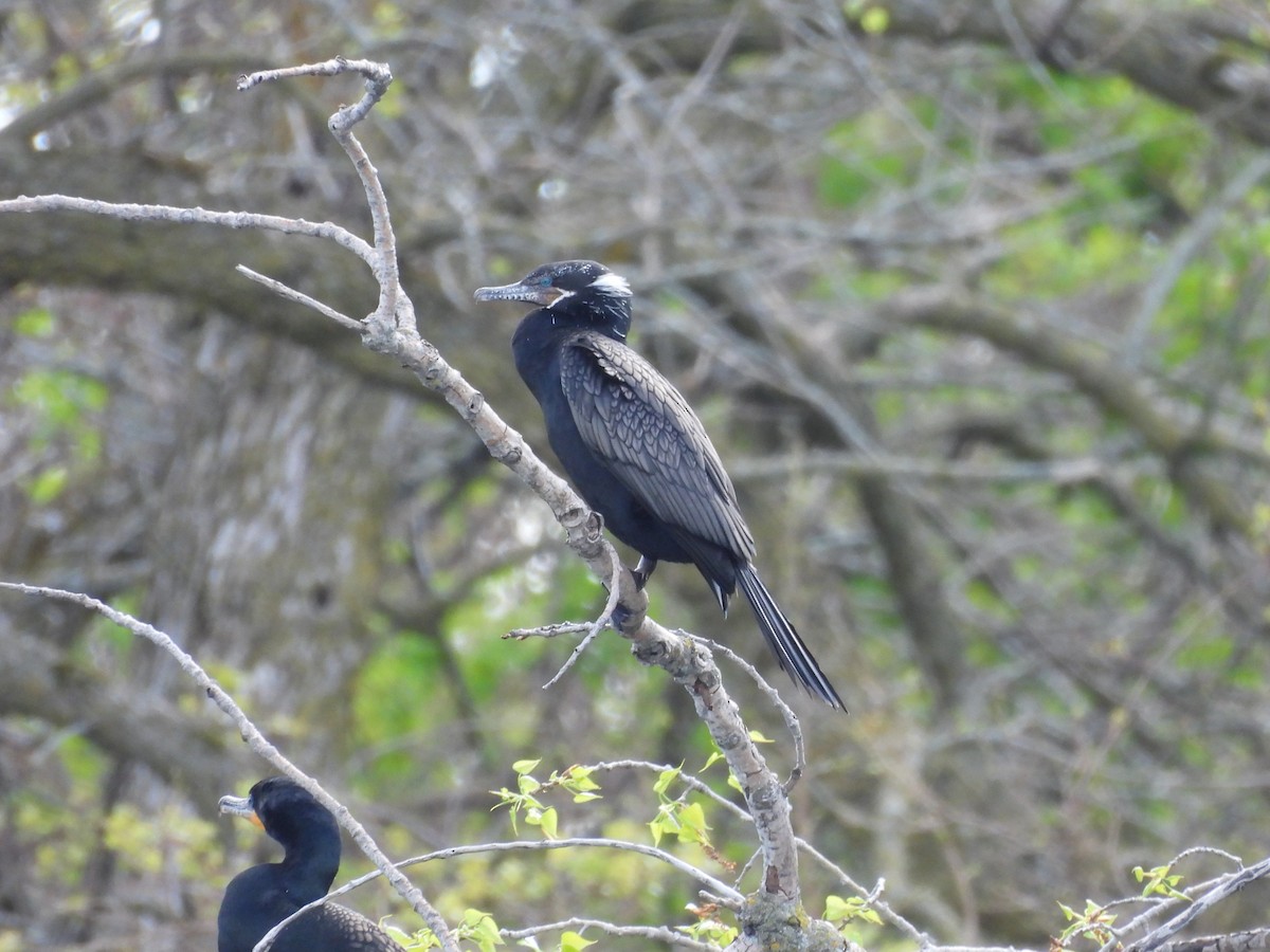 Neotropic Cormorant - ML636137831